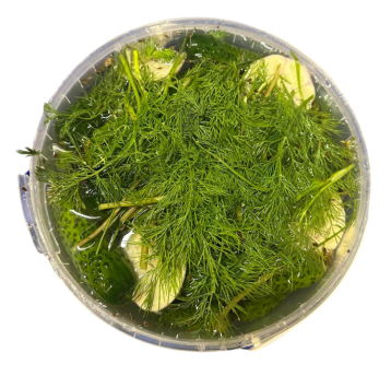 5L - Ogórek małosolny 2,5kg